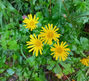 Yellow almost daisy