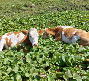 Afternoon siesta