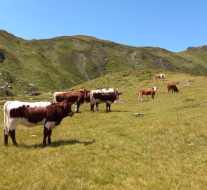 Cows at the Schönalmsee