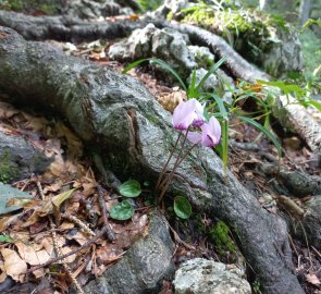 Wild potato plants