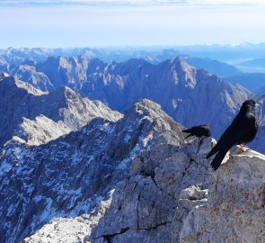 Vrchol Zugspitze, kavčata žluzotobá