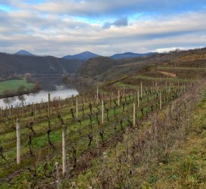 Among the vineyards