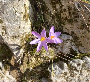 Spring Crocuses