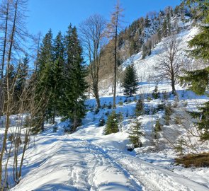 Path through the forest