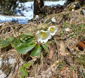 Snow Rose