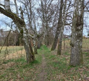 Trees along the Vlašimská Blanice