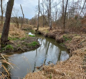 Blanice river