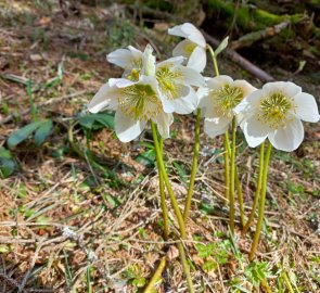 Snow roses bloomed all along the way