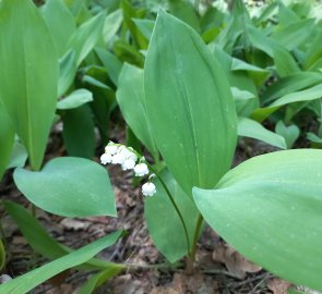 This is not bear garlic :-)