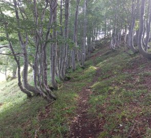 Footpath to the ridge