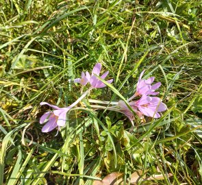 The meadows are full of tails