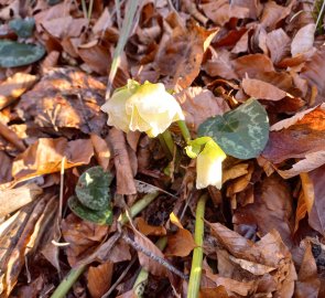 Snow Rose - the first messenger of winter