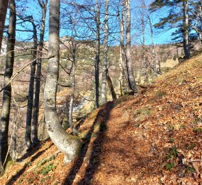 Climbing through the beech forest