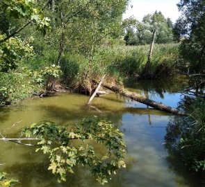 Mokřady pod Zelenou horou u Źďáru nad Sázavou