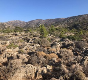 Stony landscape with low vegetation