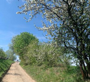 Field road from Vranov