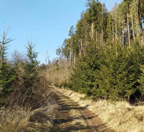 Wide unmarked forest path