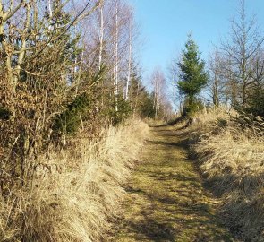 Forest path at the top of the hill