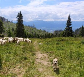 We were a pleasant diversion for the sheep