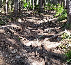 Steep climb in the forest