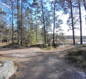 Wide path through the forest