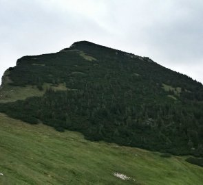 Hora Bräuningzinken