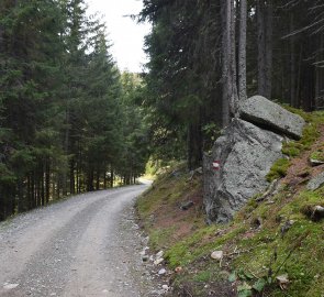 Wide forest path