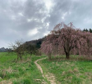 Path through the meadow to the rocks