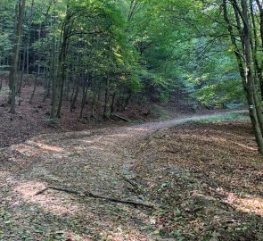 Wide forest path