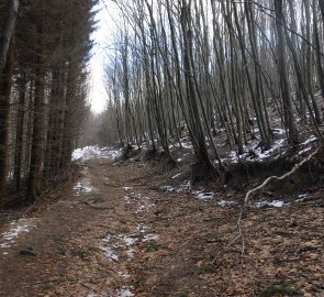 Prudší stoupání od studánky ke Kazatelně