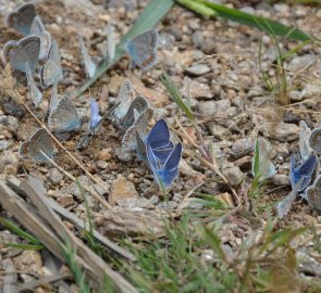 Butterfly feeder