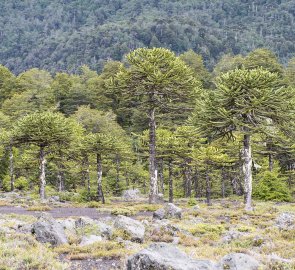 Chilean Araucaria near the entrance to Conguillio Park