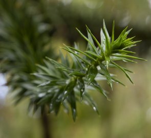 Detail of a branch of Araucaria.