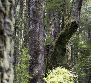 Araucaria forest.