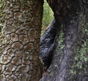 Detail of the trunk of an auraucaria.