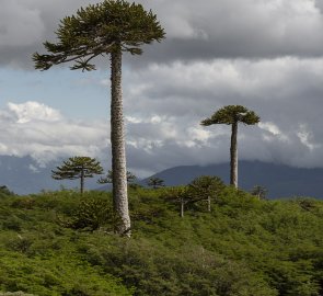 Aracaurias, místní flóra.