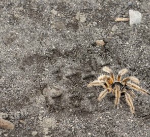 Tarantula, místni fauna.