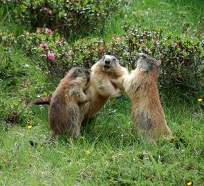 Fighting marmots in the valley, they didn't care that we were close to them