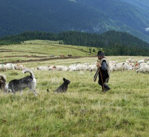 Rumunská klasika - bača a jeho svěřenci