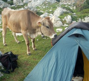 Zákeřný útok dobytka na naše vybavení