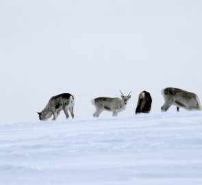 A herd of reindeer looking for food