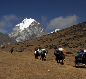 Karavana jaků, v pozadí hora Lobuche