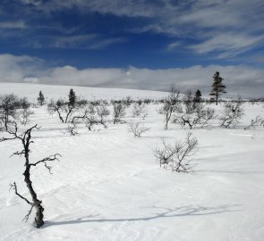 Typical landscape in a mountain valley, dwarf birch trees everywhere