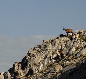 Rodina kamzíků během výstupu na horu Lugauer