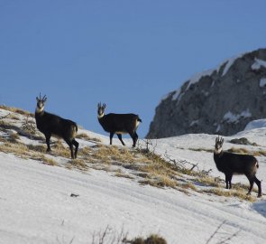 Kamzíci na plošině Wildfeld, v pozadí hora Lamingegg 1 959 m n. m.