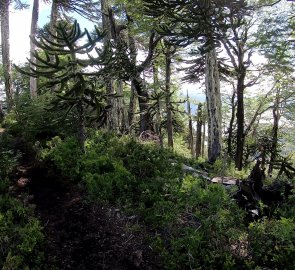 Trail through the forest