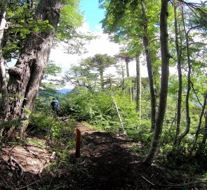 Trail through the forest