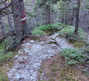 A trail climbing through the forest