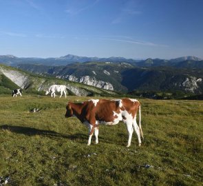 Cows enjoyed the great weather