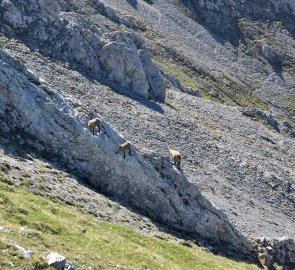 Rocks are not a problem for the chamois family